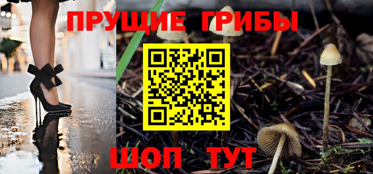 Галлюциногенные грибы Cubensis Саяногорск